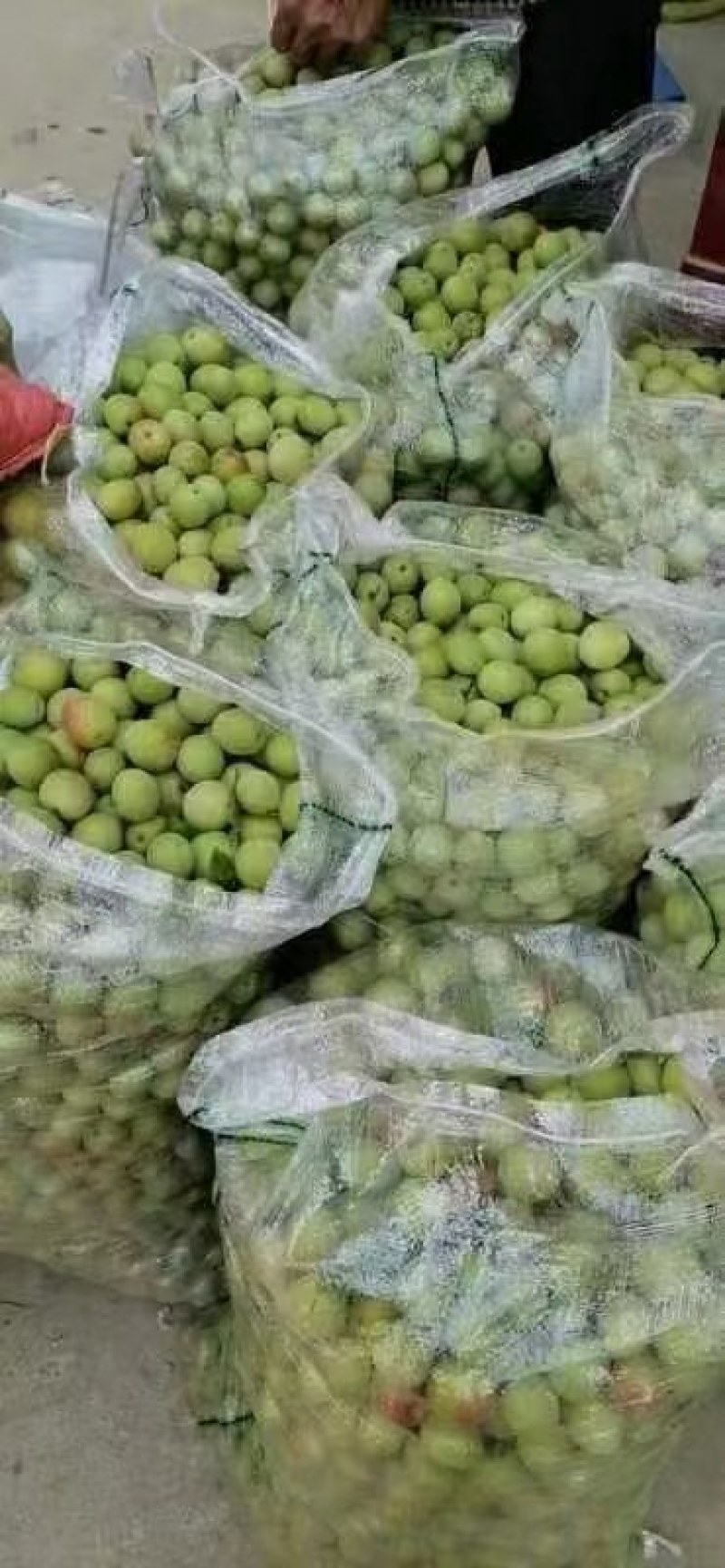 梧州青梅果