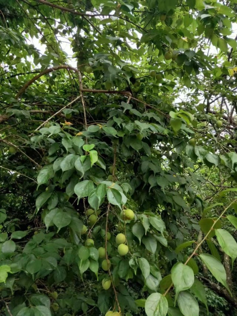 梧州青梅果