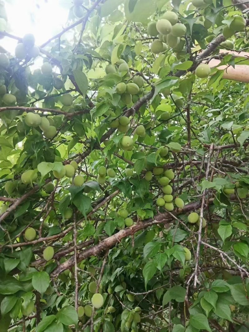 梧州青梅果