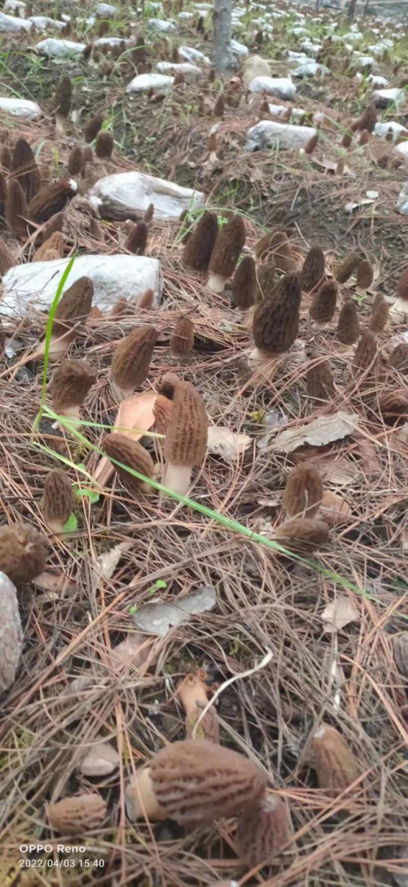 人工种植羊肚菌
