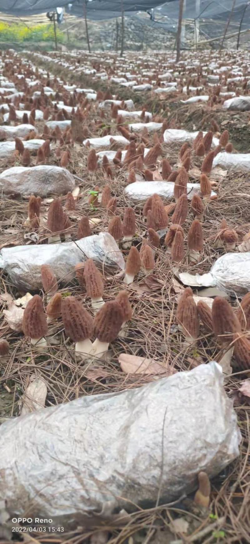 人工种植羊肚菌