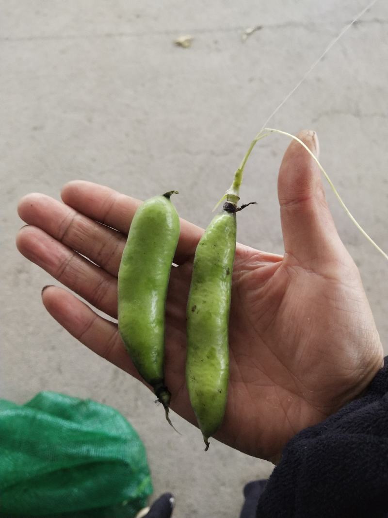 彭州胡豆持续输出