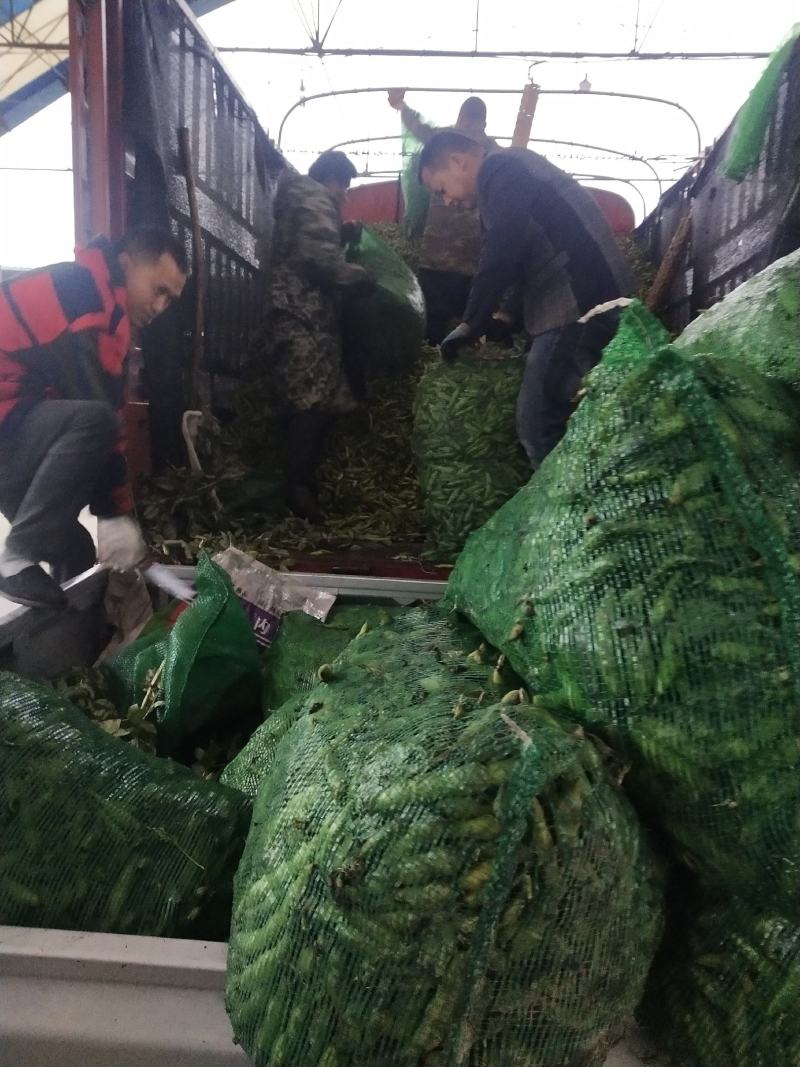 彭州胡豆持续输出