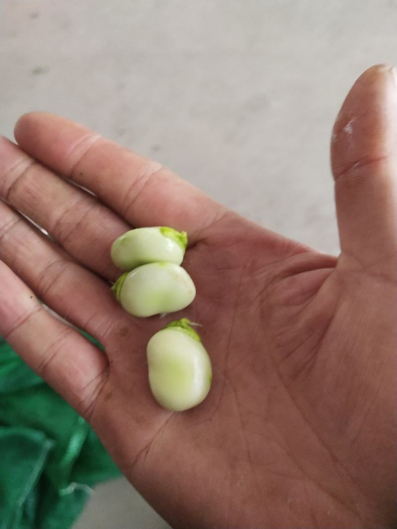 彭州胡豆持续输出
