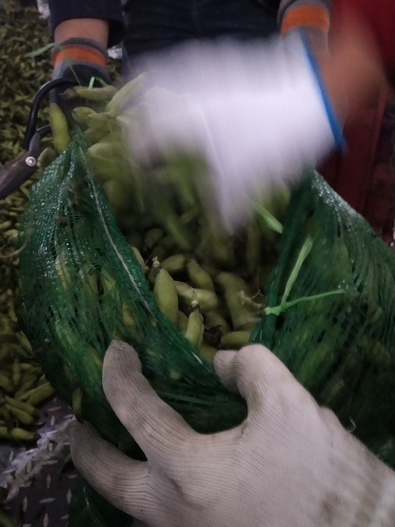 彭州胡豆持续输出