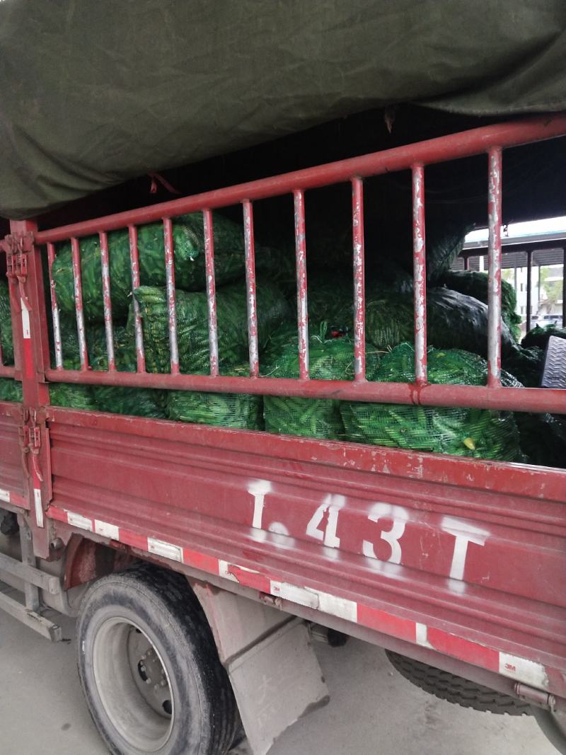 彭州胡豆持续输出