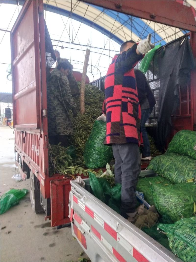 彭州胡豆持续输出