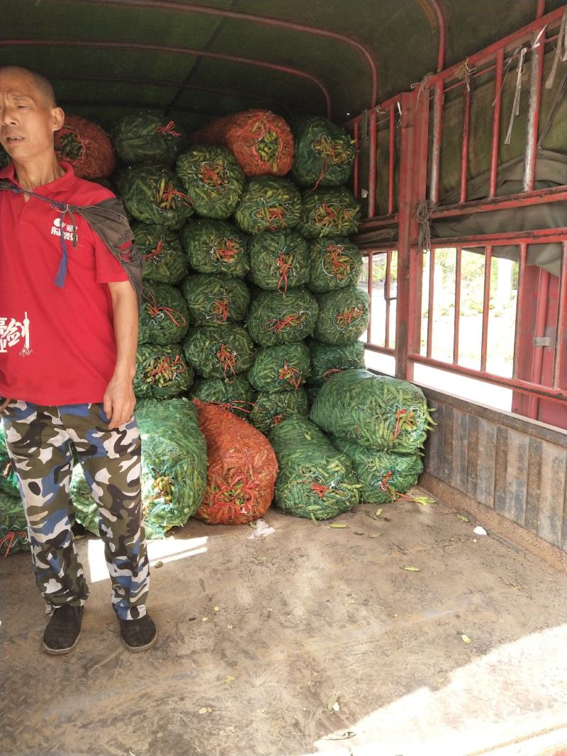 彭州胡豆持续输出