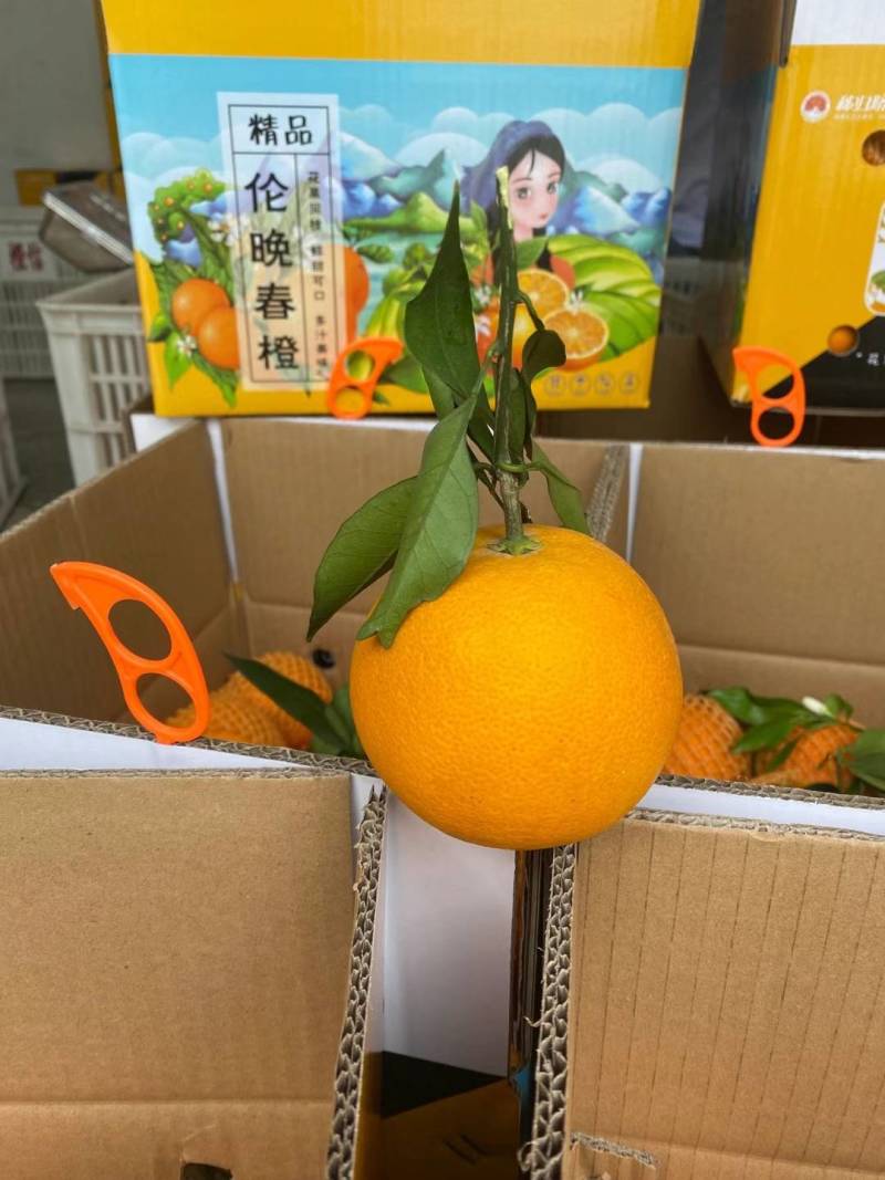 秭归正宗鲜果伦晚脐橙整车批发销售品质三包放心采购