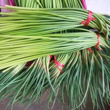 金乡红帽蒜苔白帽蒜苔可代收发市场大量有货