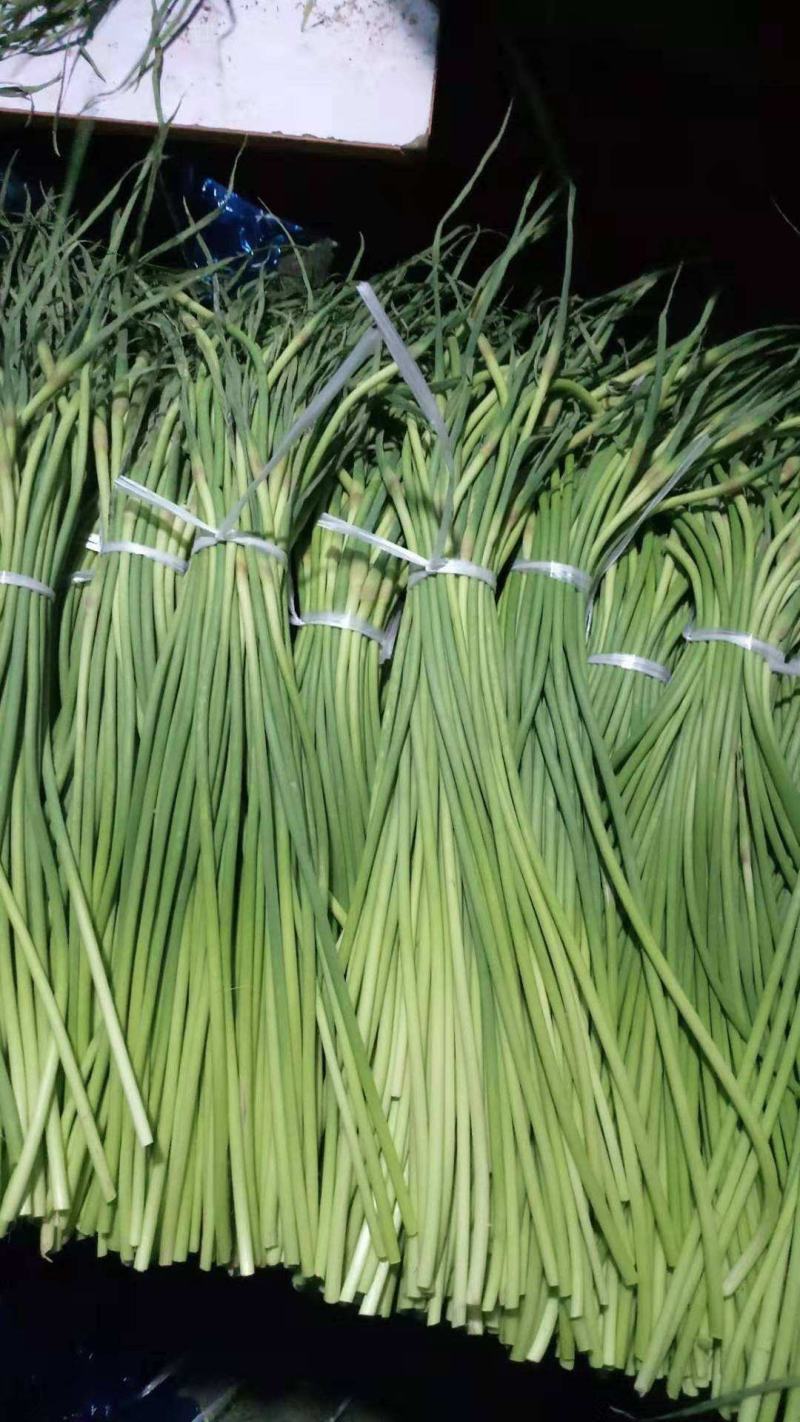 金乡红帽蒜苔白帽蒜苔可代收发市场大量有货