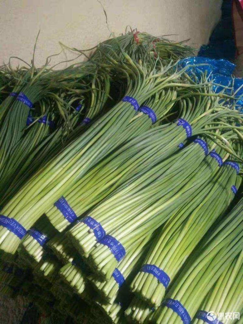 金乡红帽蒜苔白帽蒜苔可代收发市场大量有货