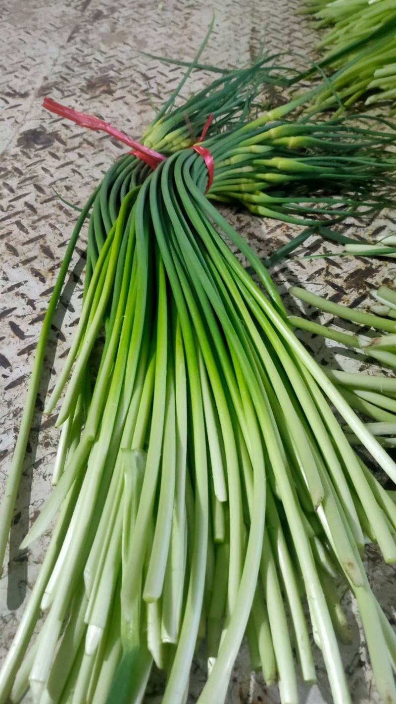 金乡红帽蒜苔白帽蒜苔可代收发市场大量有货