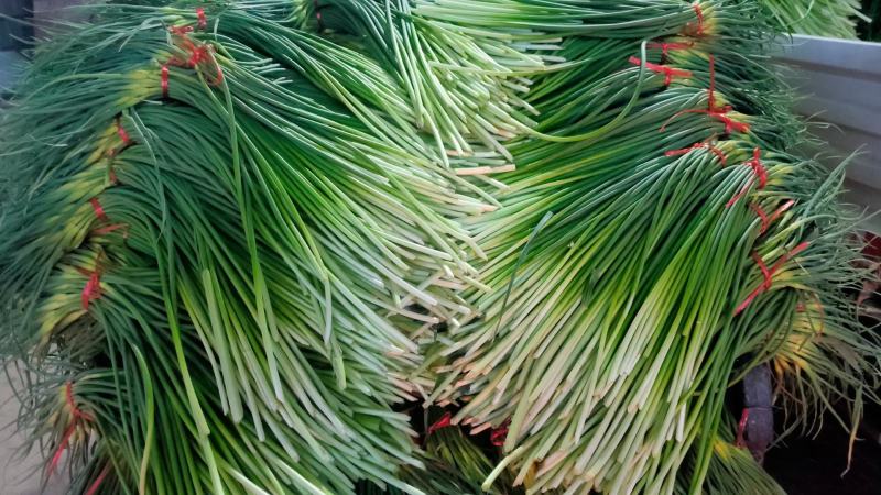 金乡红帽蒜苔白帽蒜苔可代收发市场大量有货