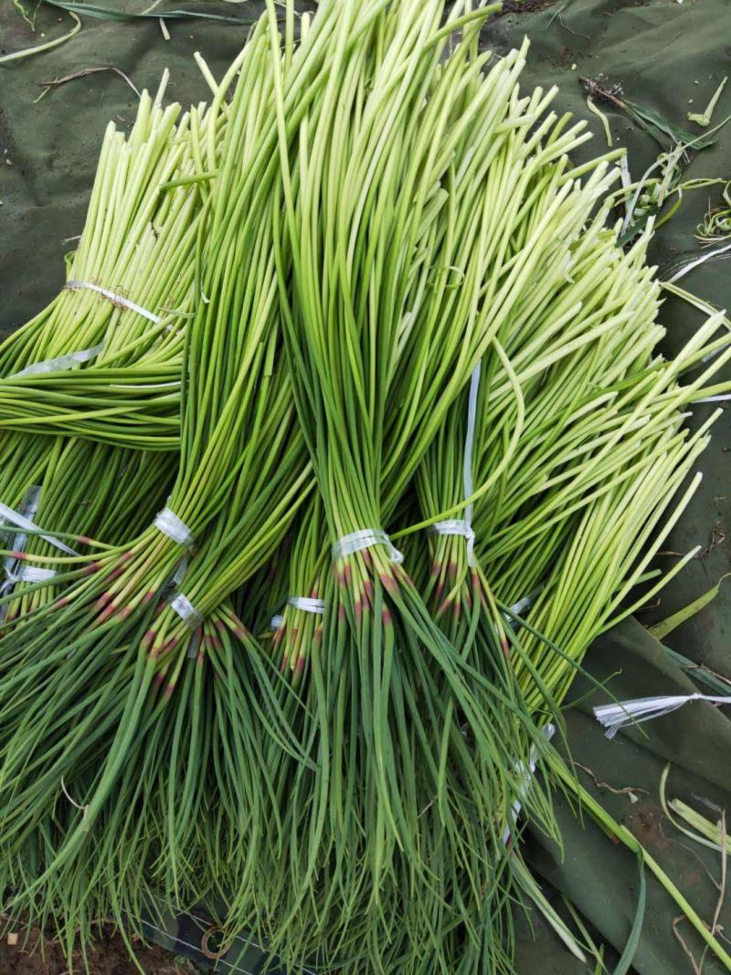 金乡红帽蒜苔白帽蒜苔可代收发市场大量有货