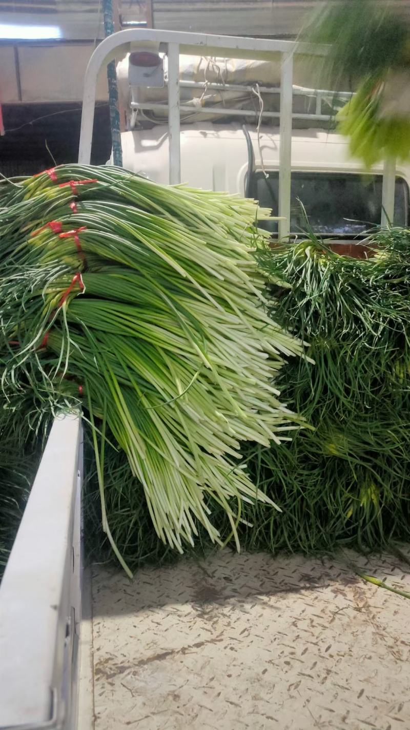 金乡红帽蒜苔白帽蒜苔可代收发市场大量有货