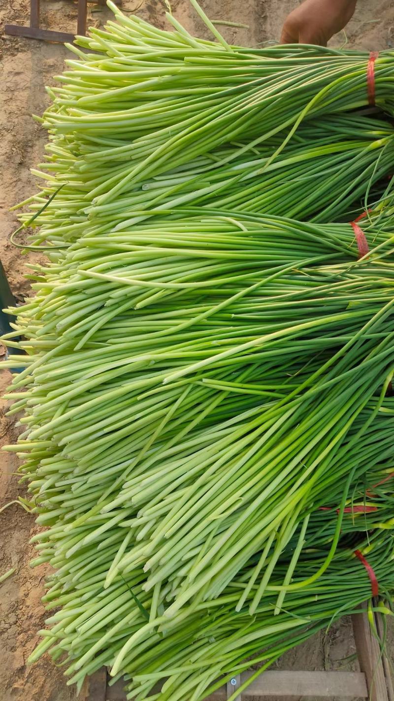 金乡红帽蒜苔白帽蒜苔可代收发市场大量有货