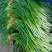 金乡红帽蒜苔白帽蒜苔可代收发市场大量有货