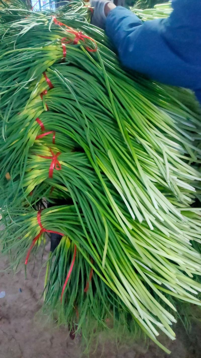 金乡红帽蒜苔白帽蒜苔可代收发市场大量有货