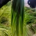 金乡红帽蒜苔白帽蒜苔可代收发市场大量有货