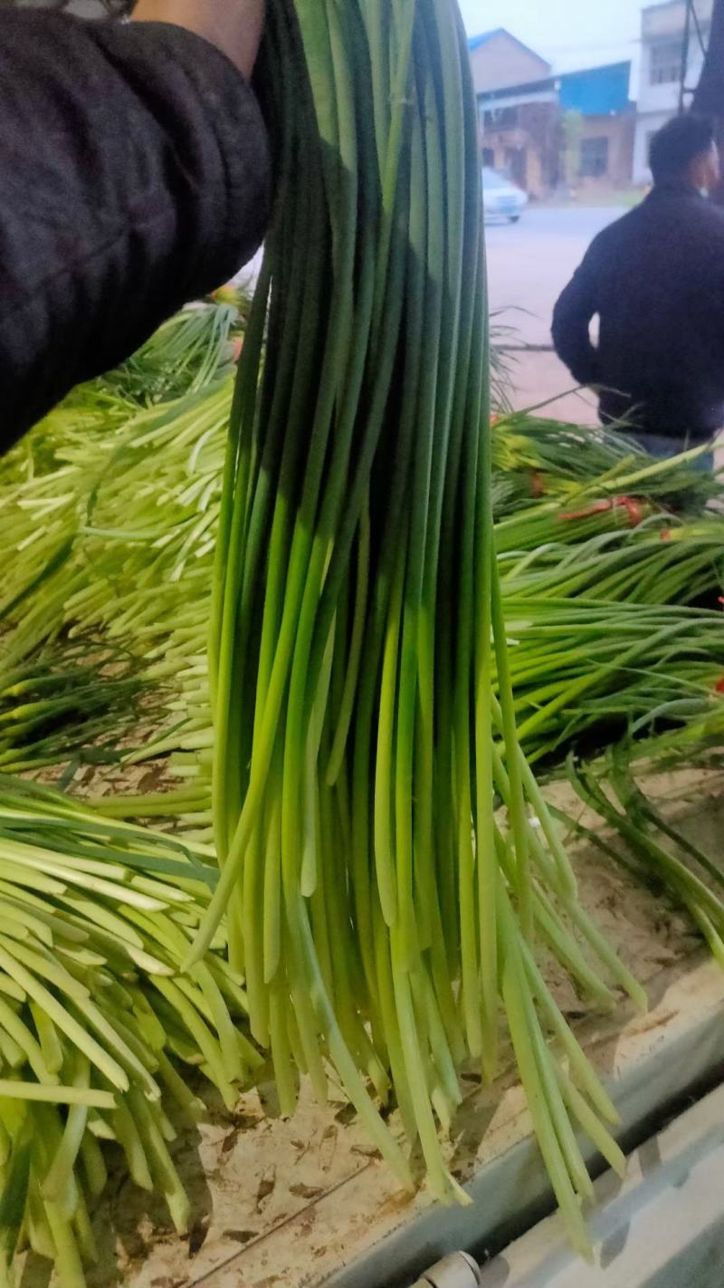 金乡红帽蒜苔白帽蒜苔可代收发市场大量有货