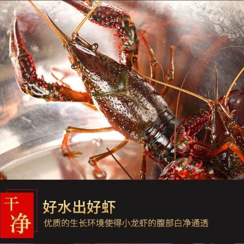 高峰期来了，虾子跌价，规格提升，大量来货