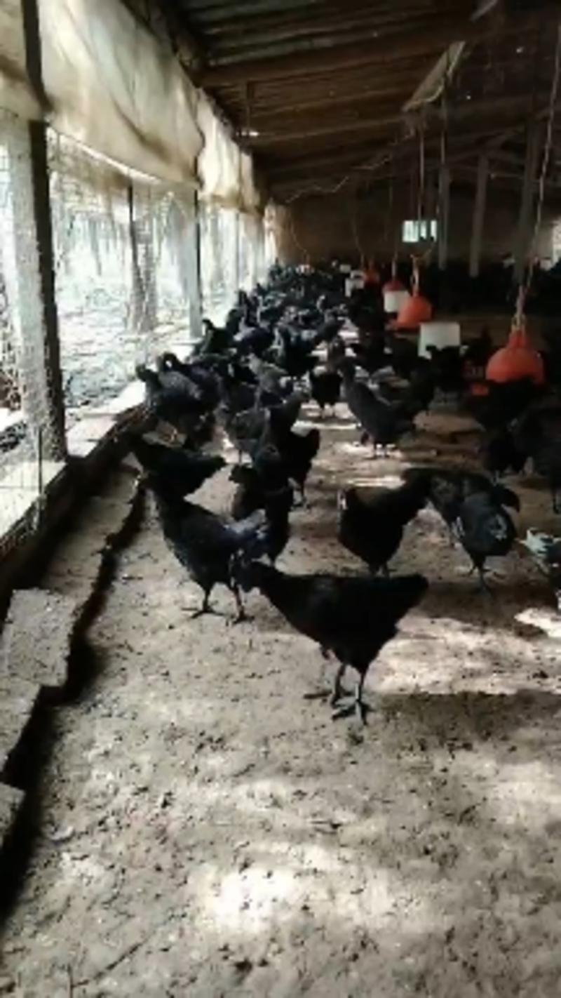 五黑鸡苗批发现货供应脱温鸡苗成年下蛋五黑鸡