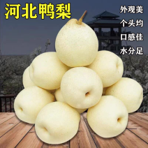 【精选】水晶鸭梨，新鲜大量上市中出口质量市场个人