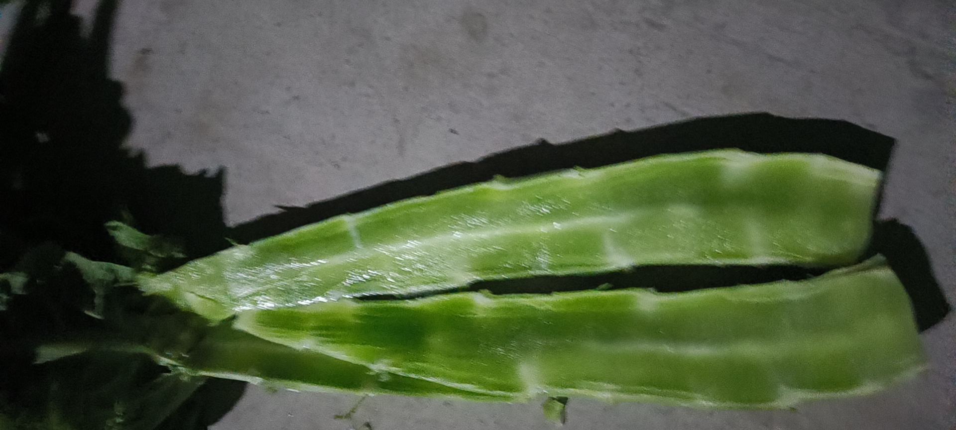 白菜叶片上有黑色小斑点