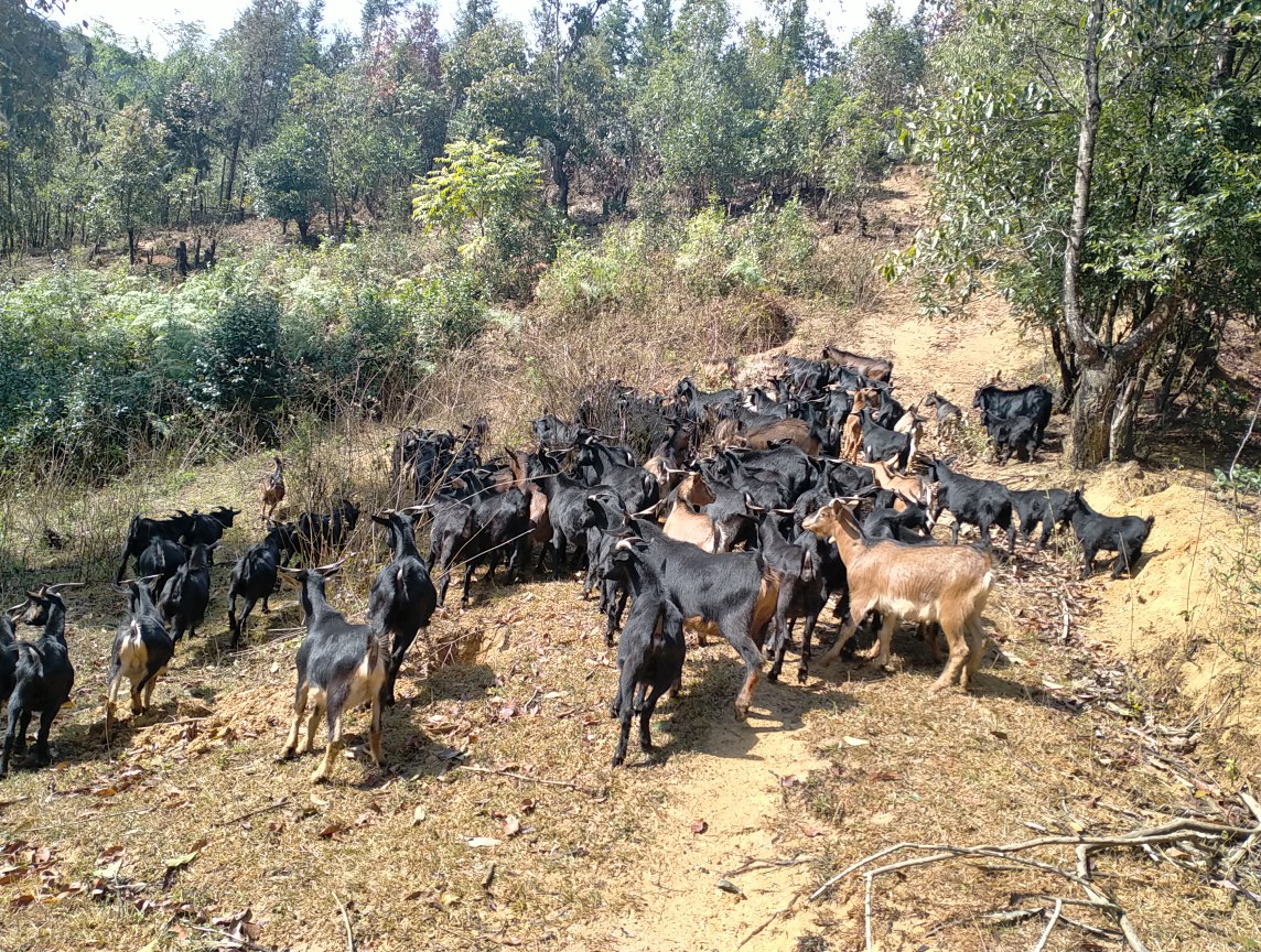 羊驼群在高原上行走