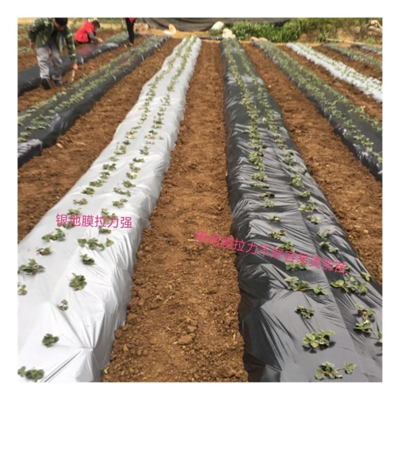 菜椒辣椒苗高产抗旱，不在担心长草