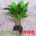 菜椒辣椒苗高产抗旱,不在担心长草