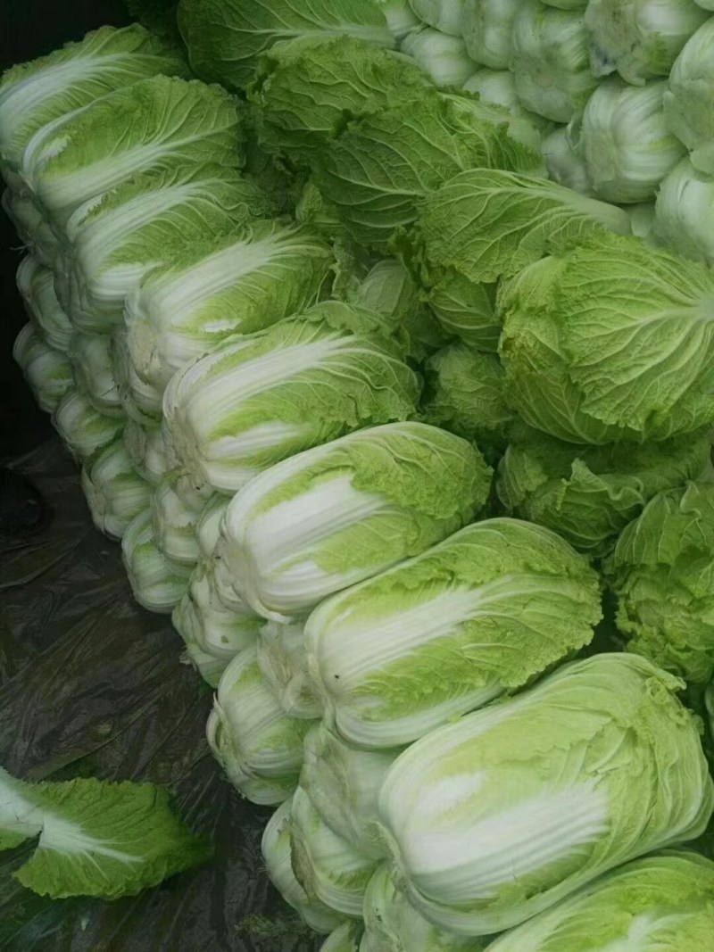 黄心大白菜