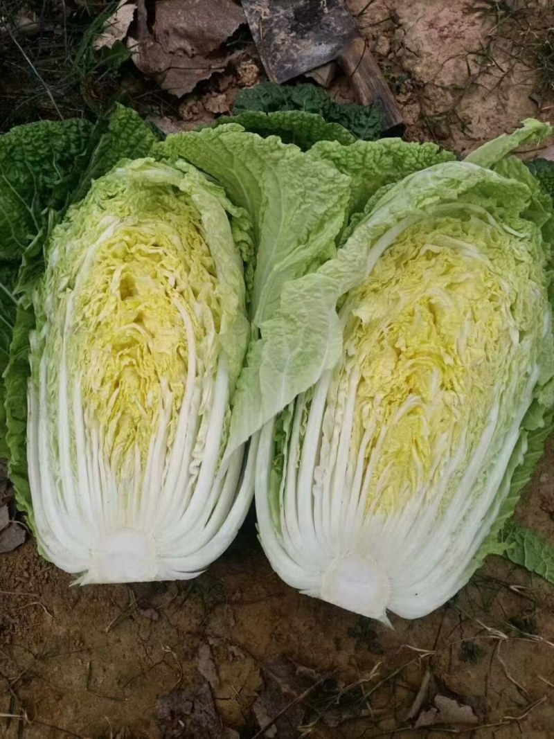黄心大白菜