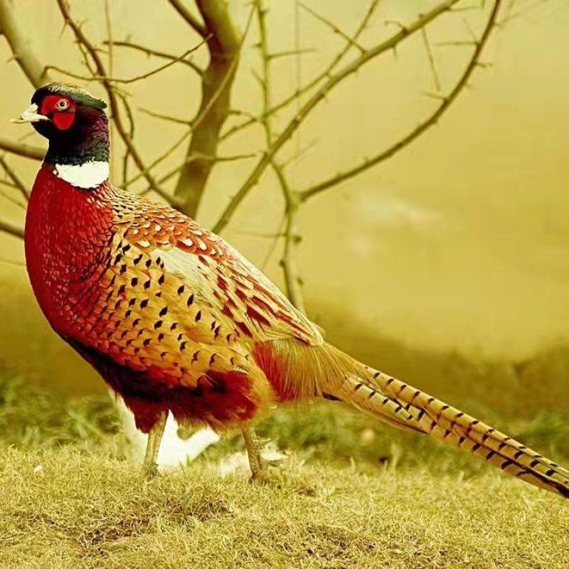 贵州正宗野鸡苗，疫苗接种已全部完成。