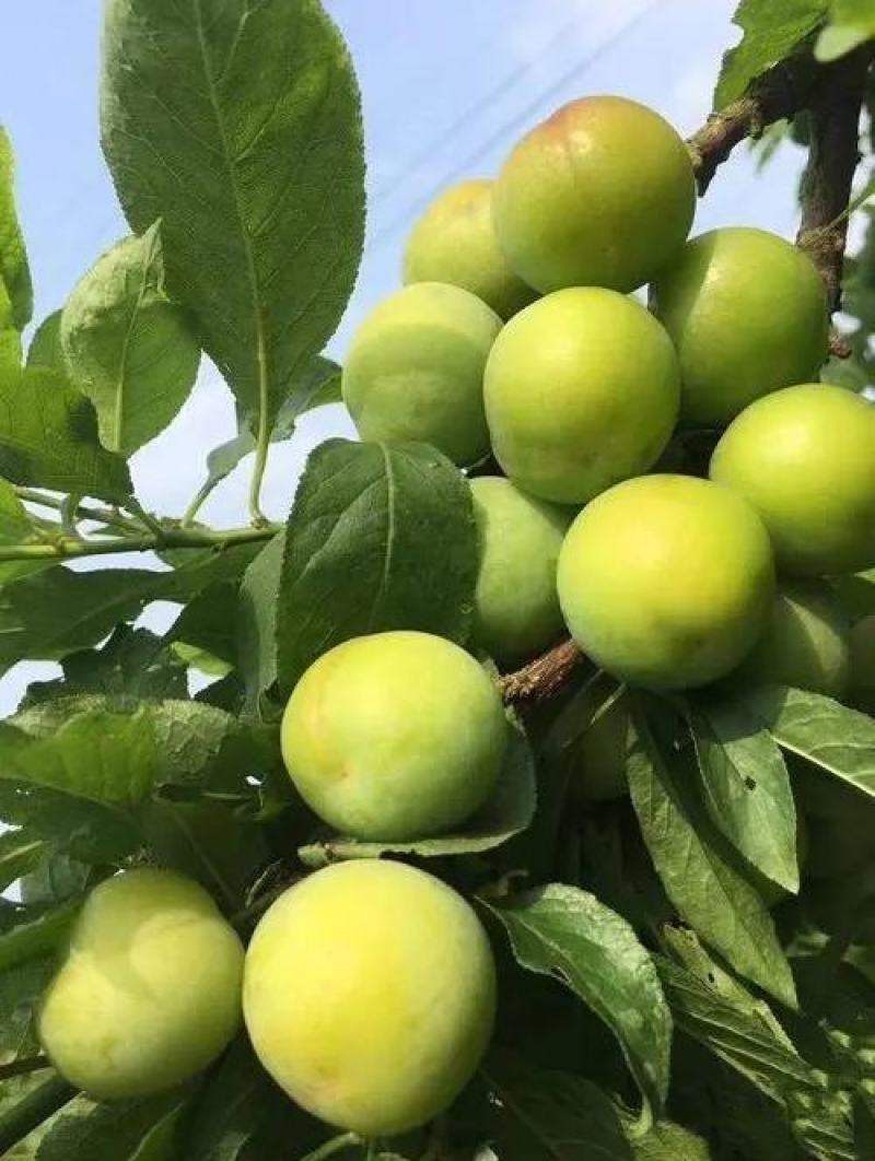 李子苗，三华李苗，早熟李子苗，晚熟李子苗