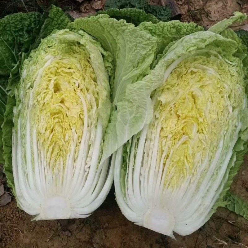 黄心大白菜
