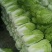 黄心大白菜