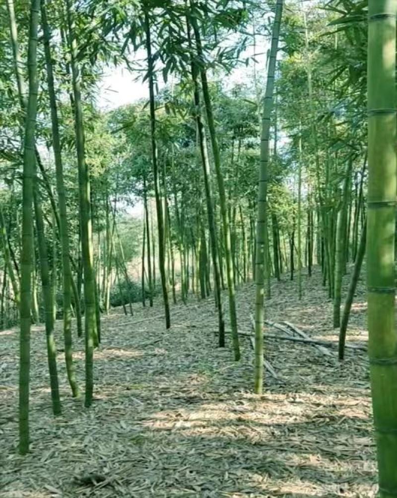 临安免泡笋干竹笋笋干小笋干直接可以做菜的食材