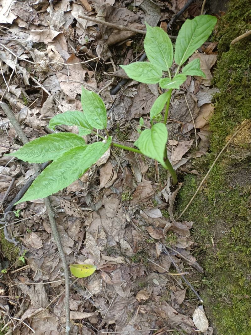 野生扣子七
