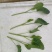 南昌市附近有谁需求芥蓝菜，便宜卖
