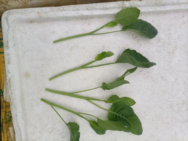 南昌市附近有谁需求芥蓝菜，便宜卖