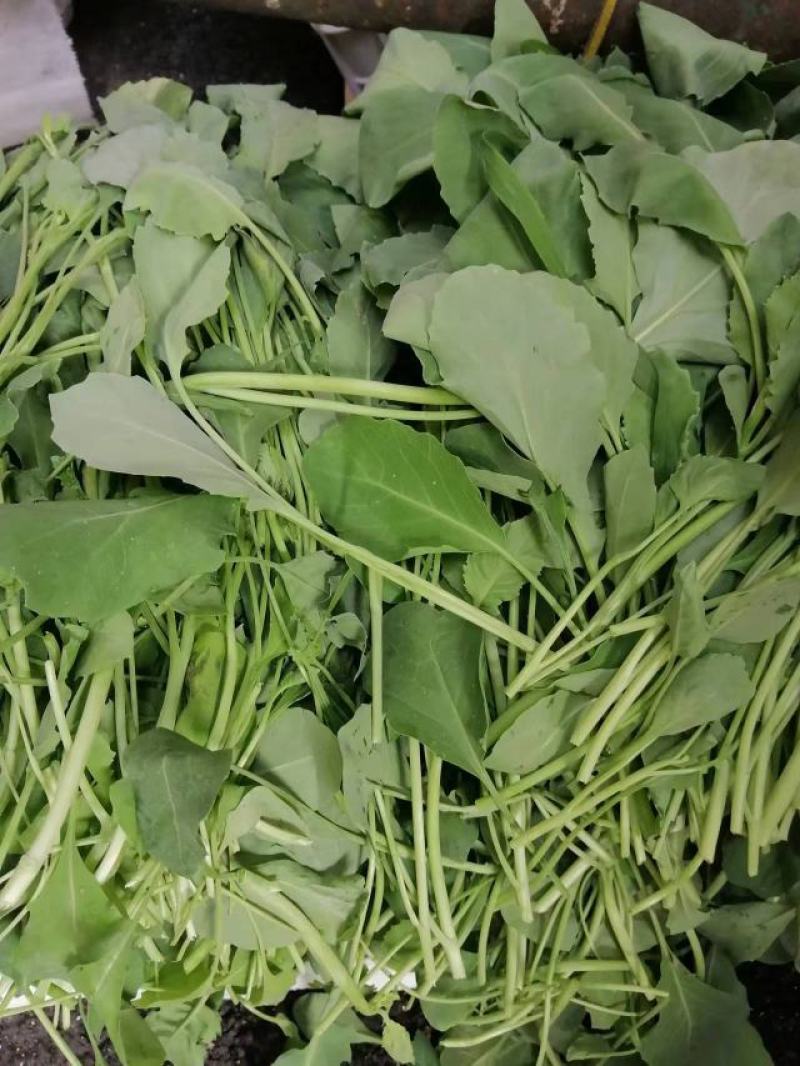 南昌市附近有谁需求芥蓝菜，便宜卖