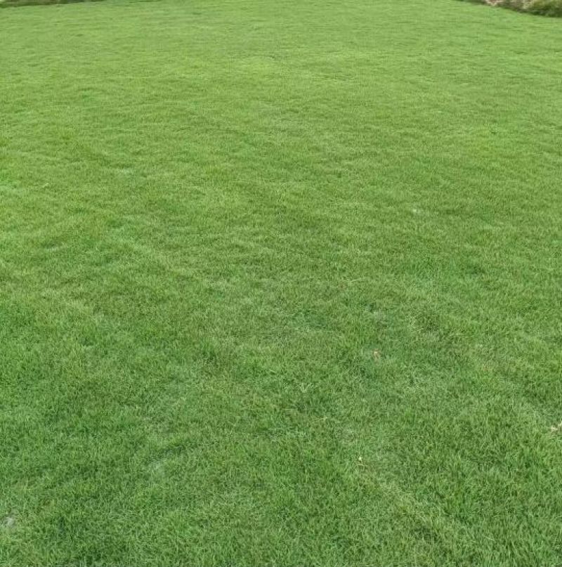 精品马尼拉草，量大从优。