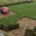 精品马尼拉草，量大从优。