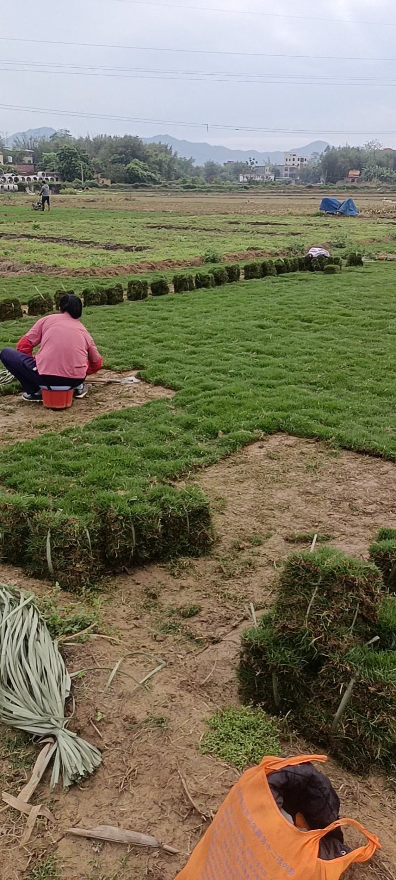 精品马尼拉草，量大从优。