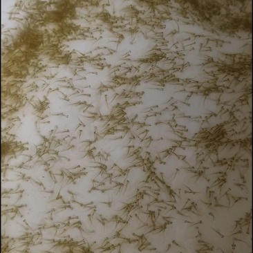 草鱼苗水花