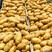 2023新土豆，荷兰十五黄心，产地批发一手货源全国发货