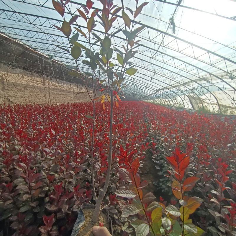 矮樱杯苗大量出售