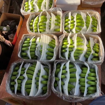 海南精品香蕉